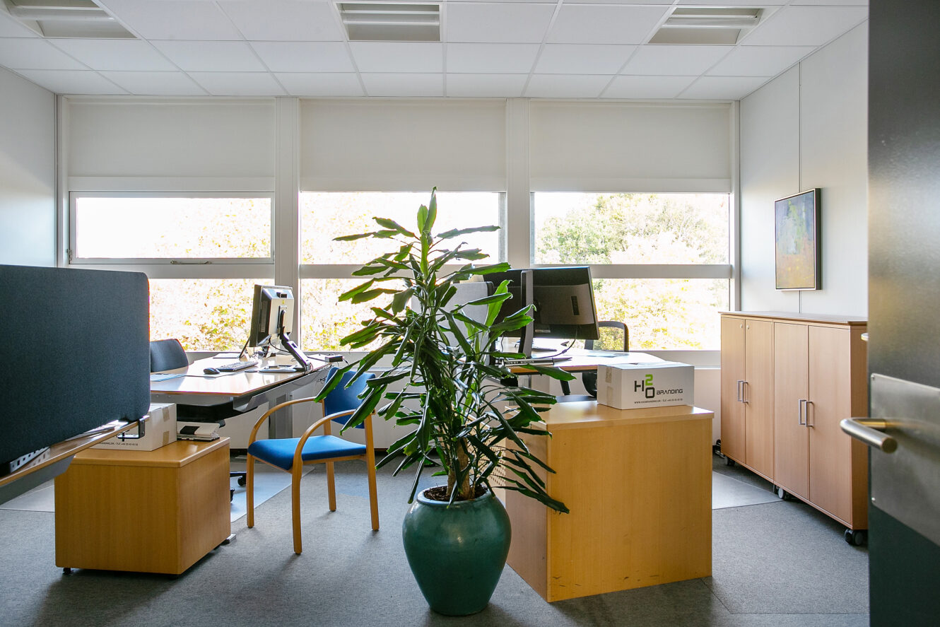 Et moderne kontor med skriveborde, stole, computere, skabe og en stor grøn potteplante i midten med vinduer, der lukker naturligt lys ind.