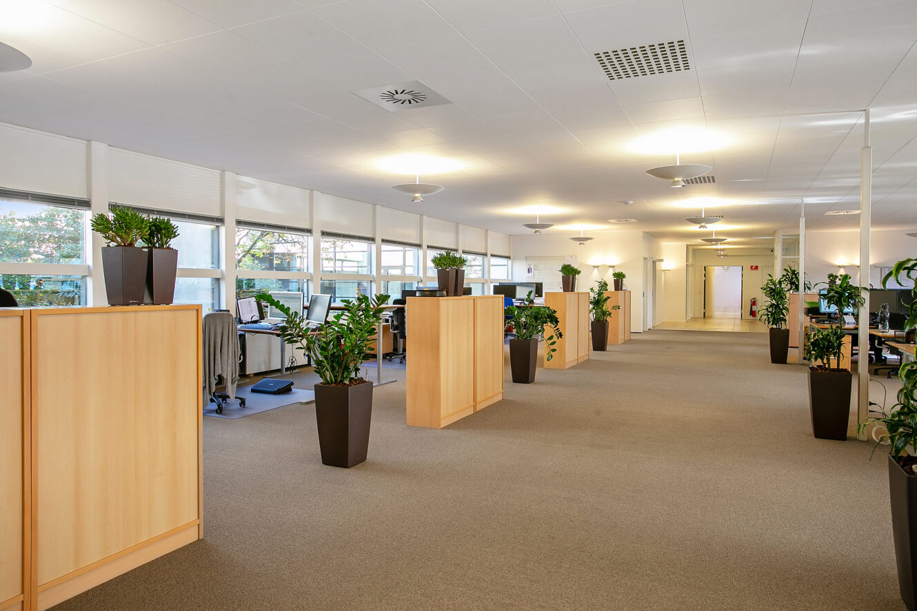 Moderne åbent kontor med beige gulvtæppe, skillevægge i træ, skriveborde med computere og potteplanter langs gangen med store vinduer, der lukker naturligt lys ind.