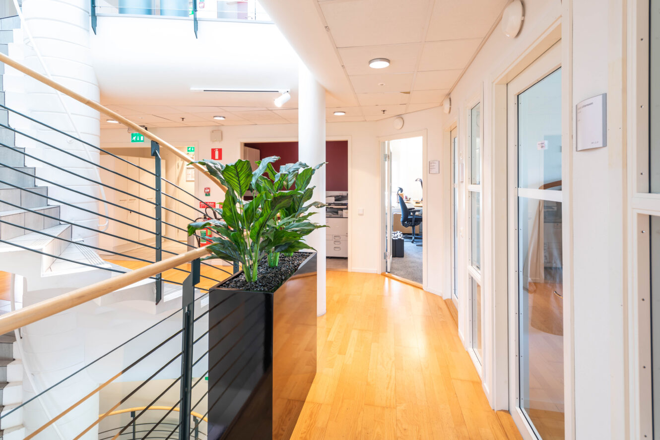 En modern kontorskorridor med ljust trägolv, en stor krukväxt, glasdörrar och en spiraltrappa till vänster.